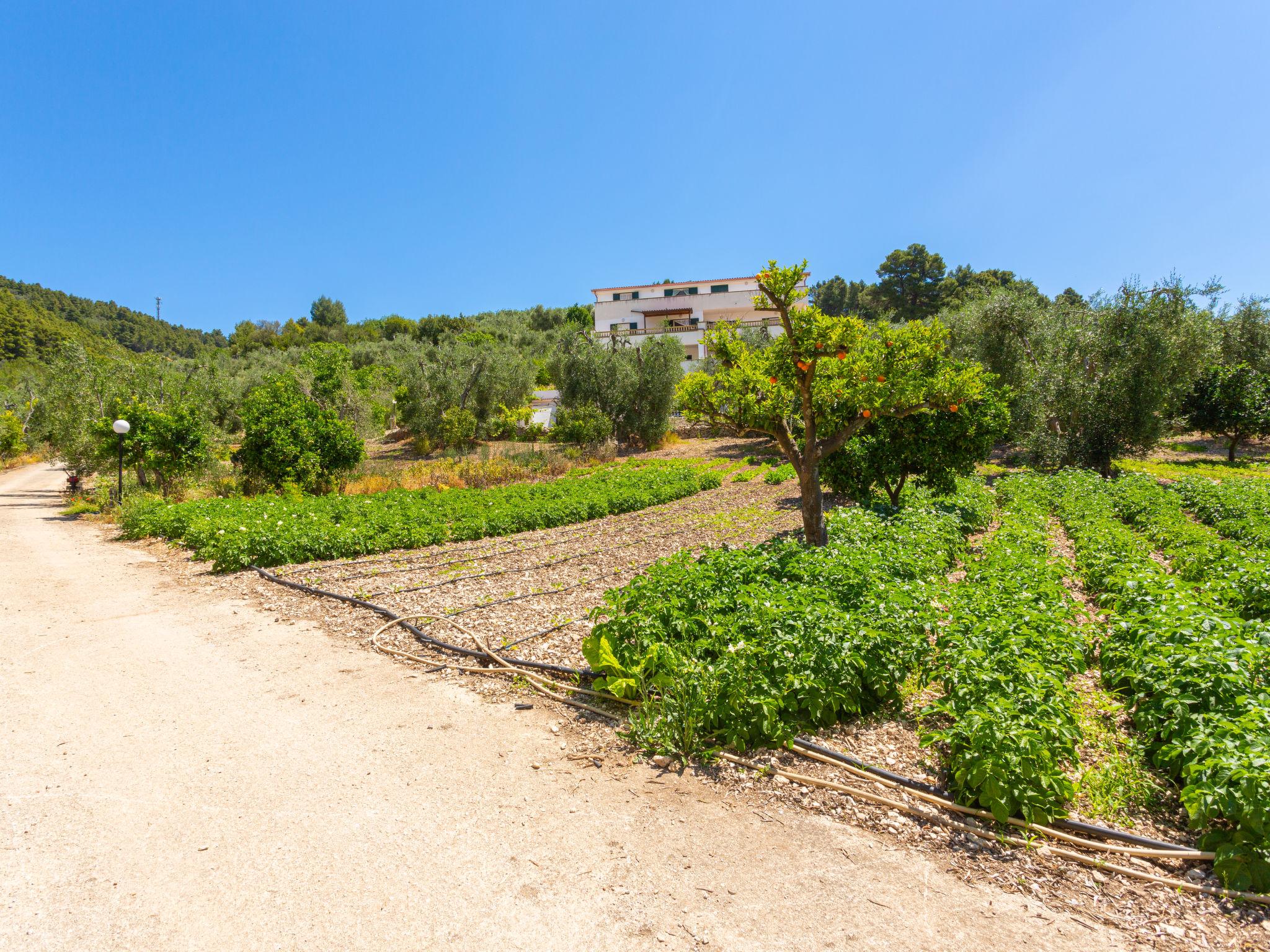 Photo 1 - 1 bedroom Apartment in Peschici with garden and sea view