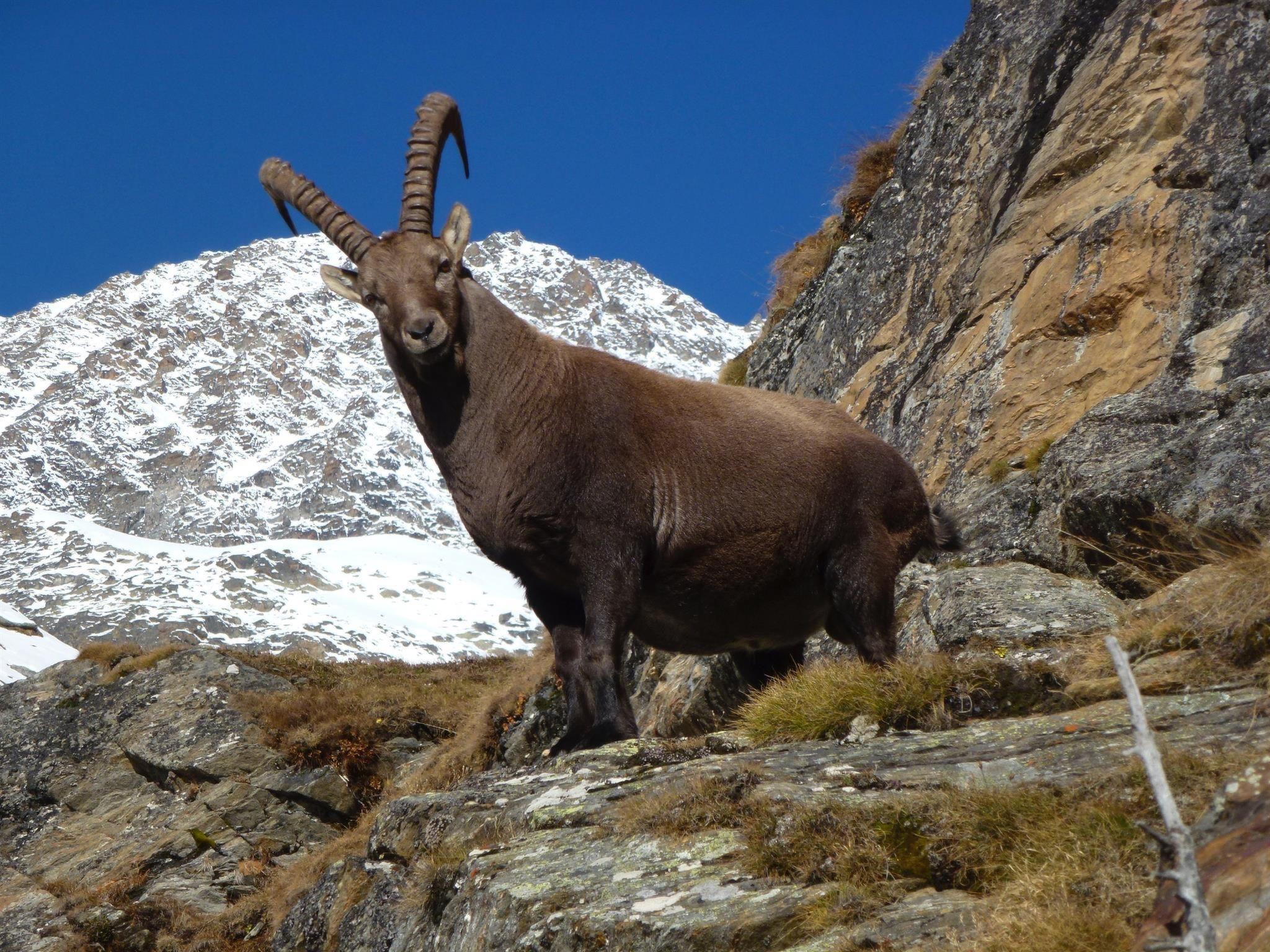 Foto 6 - Appartamento con 3 camere da letto a Saas-Fee