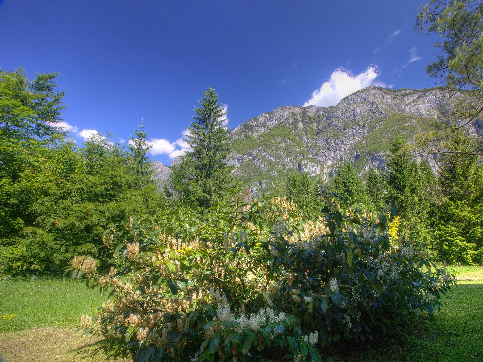 Photo 14 - Appartement de 1 chambre à Bohinj avec jardin