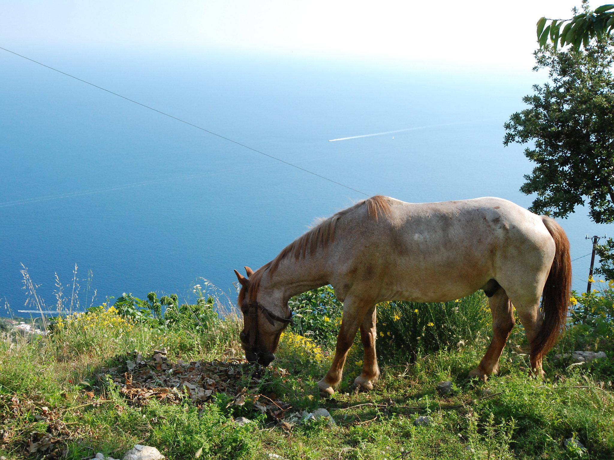 Photo 18 - 2 bedroom House in Agerola with private pool and sea view