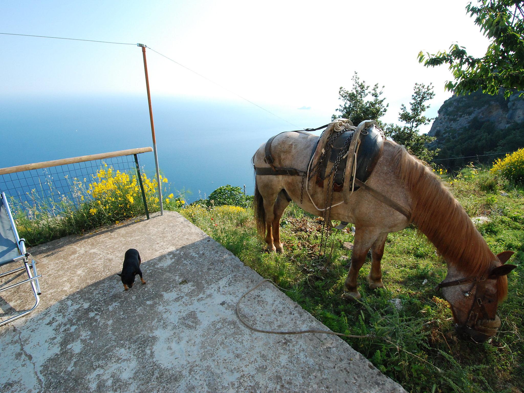 Photo 17 - Maison de 2 chambres à Agerola avec piscine privée et vues à la mer