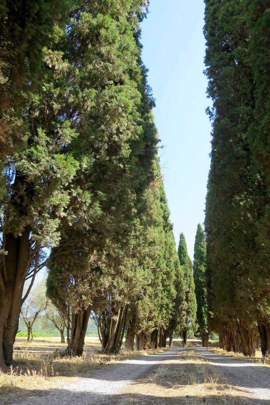 Photo 18 - House in Bolsena with swimming pool and garden