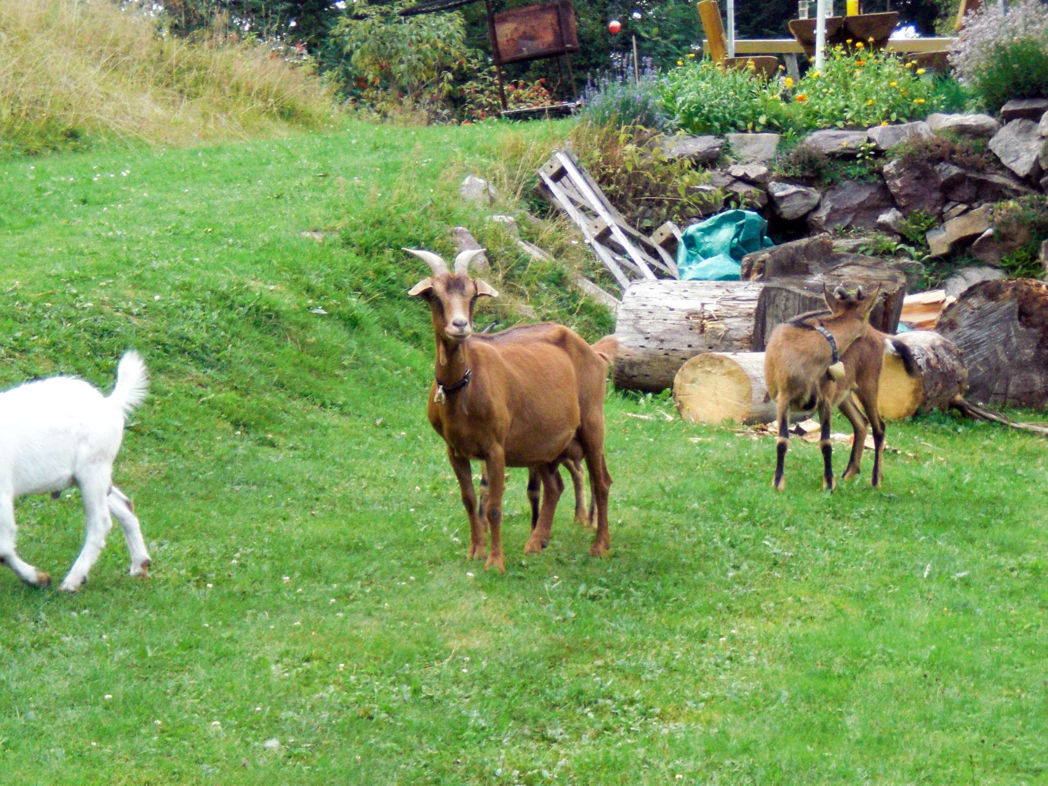 Photo 19 - 1 bedroom Apartment in Hinterzarten with garden and mountain view