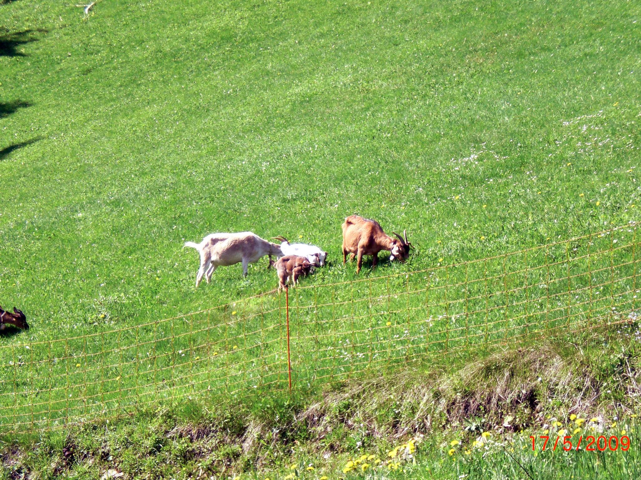 Foto 18 - Appartamento con 1 camera da letto a Hinterzarten con giardino e terrazza