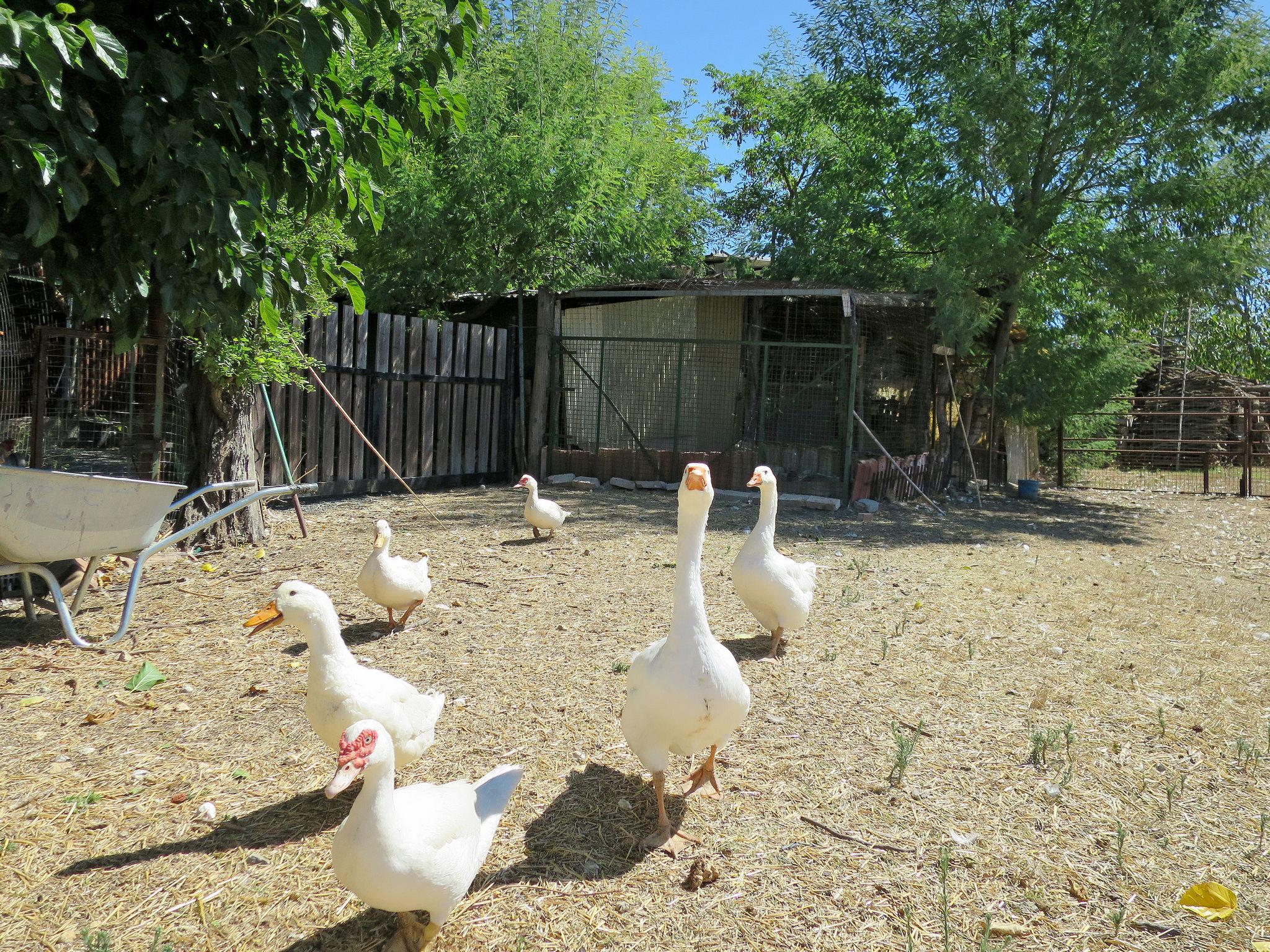 Photo 39 - Maison de 2 chambres à Roccastrada avec piscine et jardin