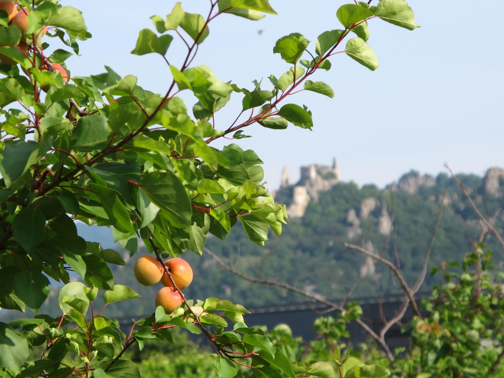 Photo 30 - Maison de 4 chambres à Bergern im Dunkelsteinerwald avec jardin et terrasse