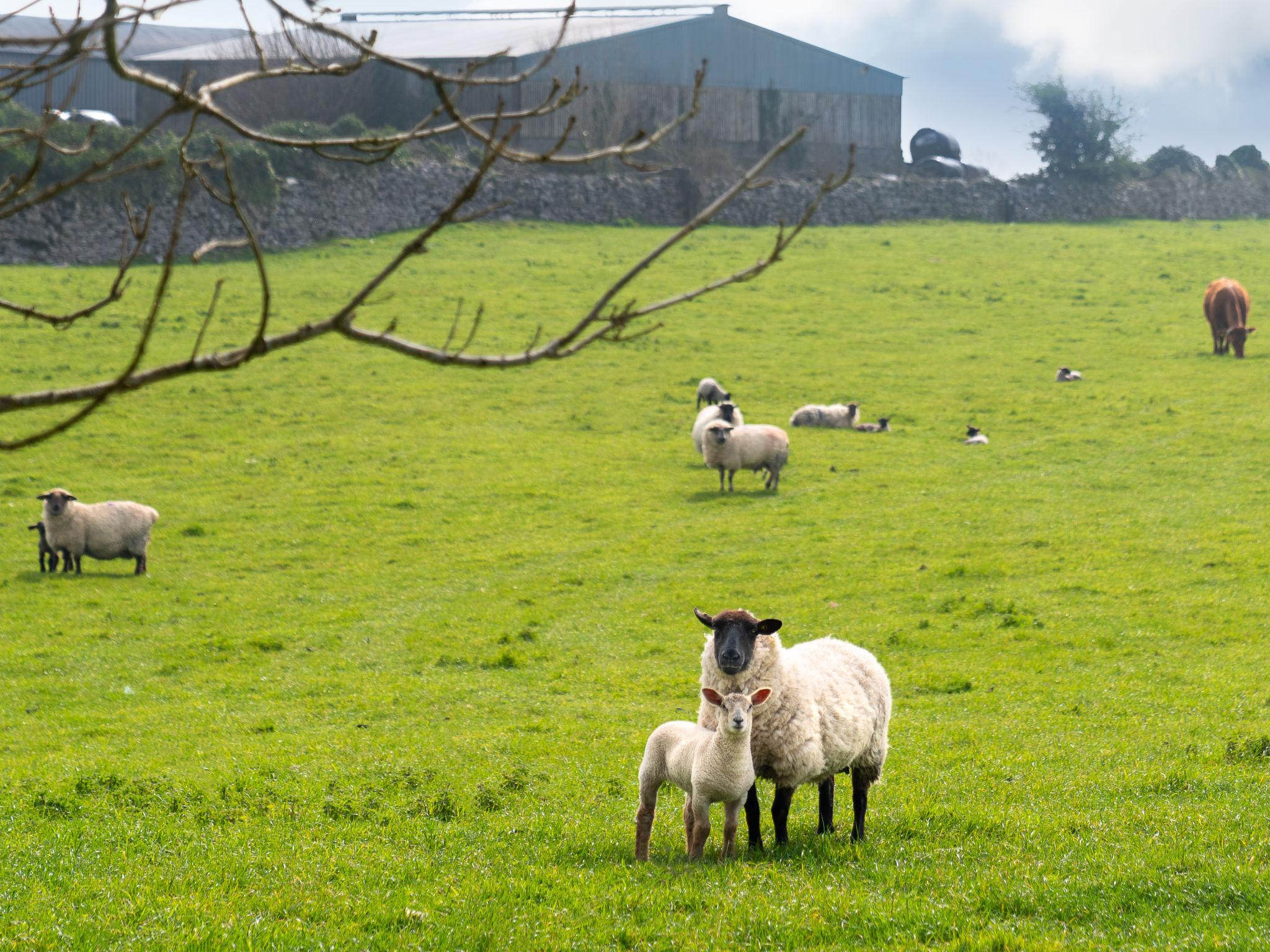 Foto 45 - Casa de 2 quartos em Claremorris com jardim