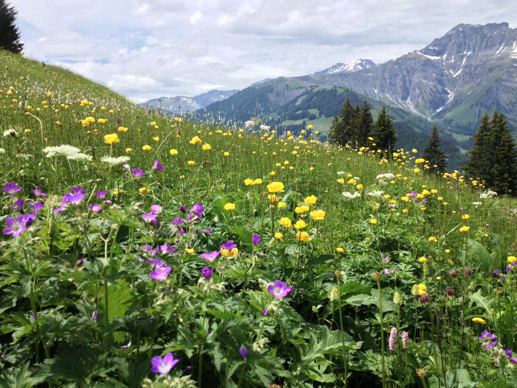 Foto 28 - Appartamento con 2 camere da letto a Adelboden