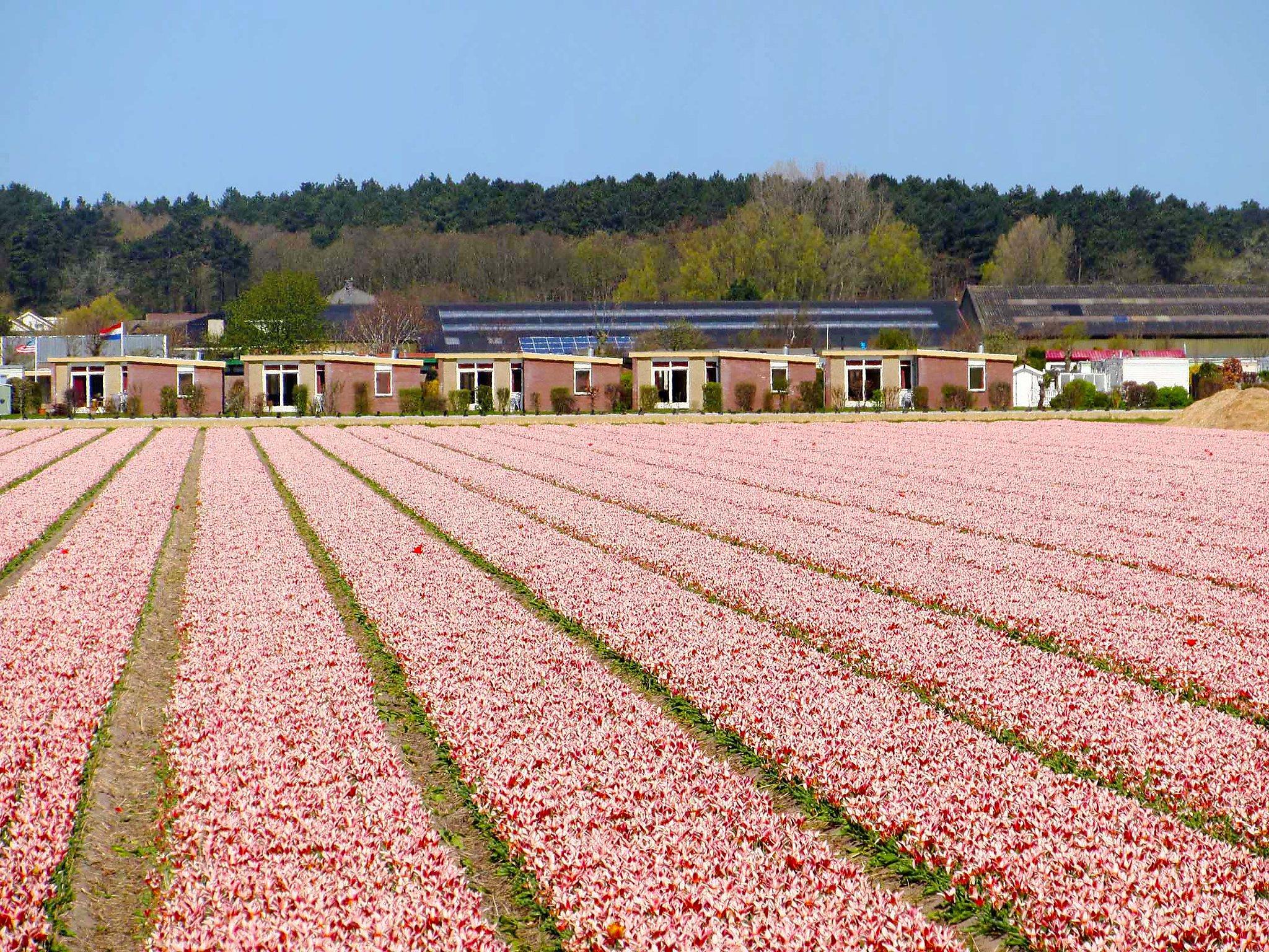 Photo 8 - Maison de 3 chambres à Noordwijkerhout avec terrasse et vues à la mer