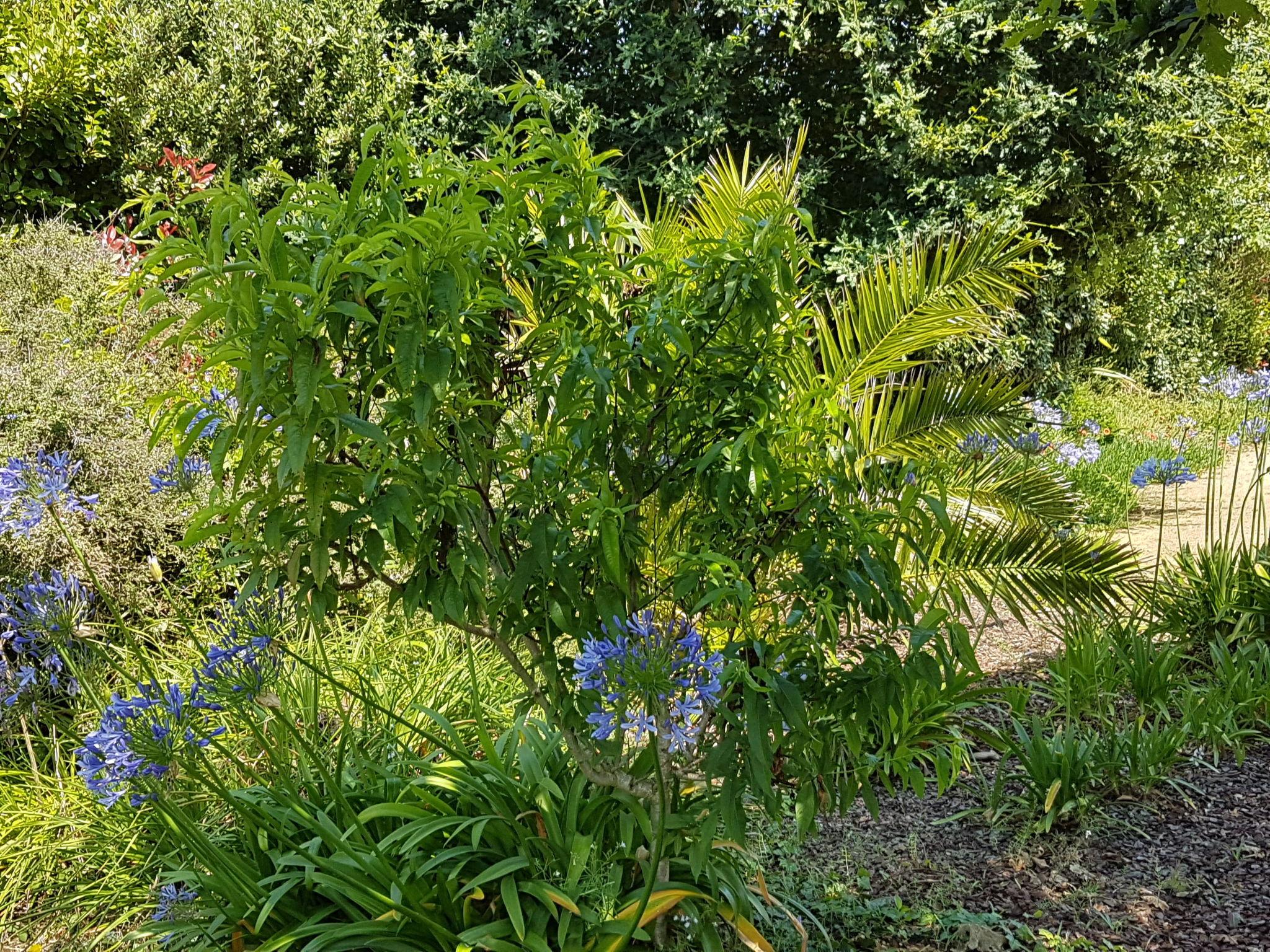 Photo 20 - Maison de 3 chambres à Pleubian avec jardin