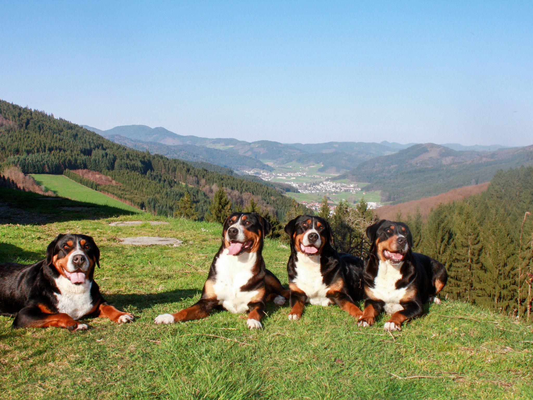 Photo 19 - 2 bedroom Apartment in Hofstetten with garden and mountain view