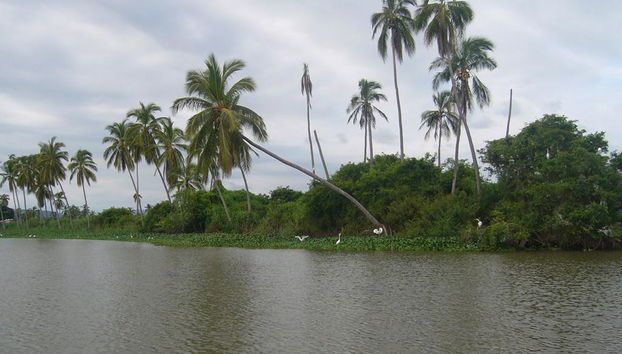 Tour por la Laguna de Coyuca - Foto 2