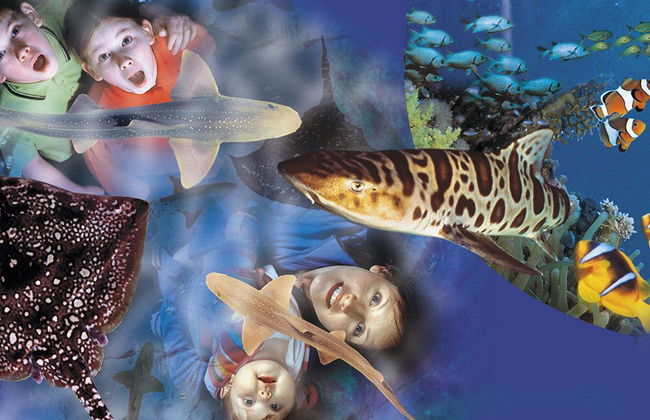 Sea Life Benalmádena - Ticket - Foto 4