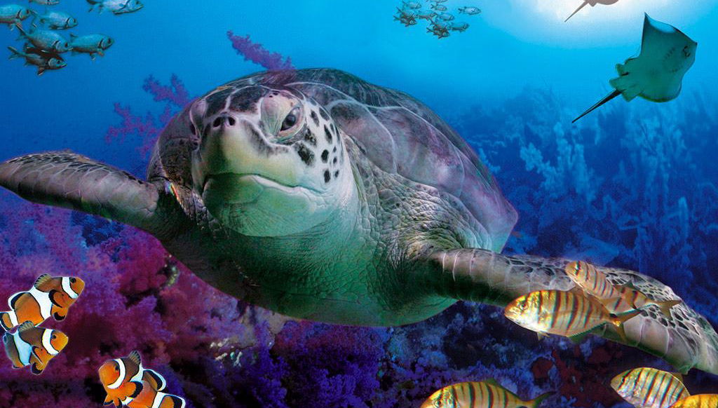 Sea Life Benalmádena - Entrada - Foto 1