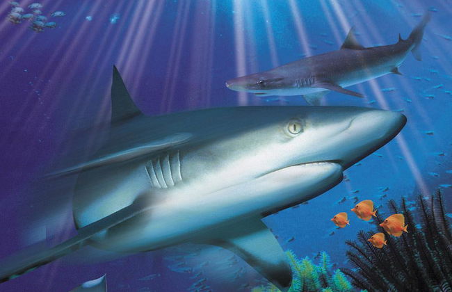 Sea Life Benalmádena - Ticket - Foto 3