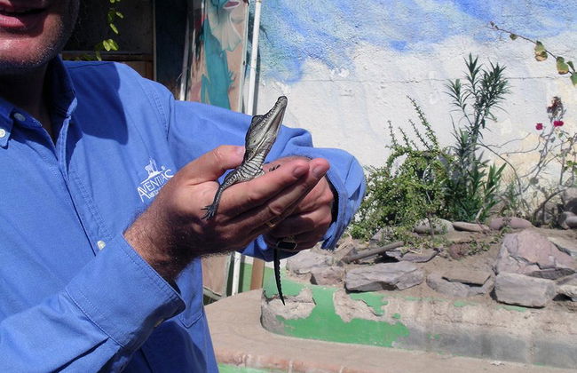 El Refugio de Vida Silvestre y Centro Educativo El Serpentario de La Paz - Foto 3
