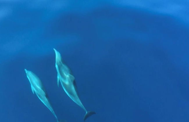 Excursiones de avistamiento de ballenas, delfines y tortugas - Foto 3