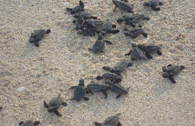 Sea Turtle Rescue Reserve - Photo 4