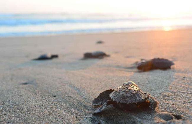 Sea Turtle Rescue Reserve - Photo 2