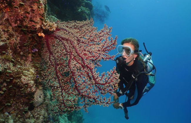 Silversonic Outer Barrier Reef Cruise from Port Douglas - Foto 6