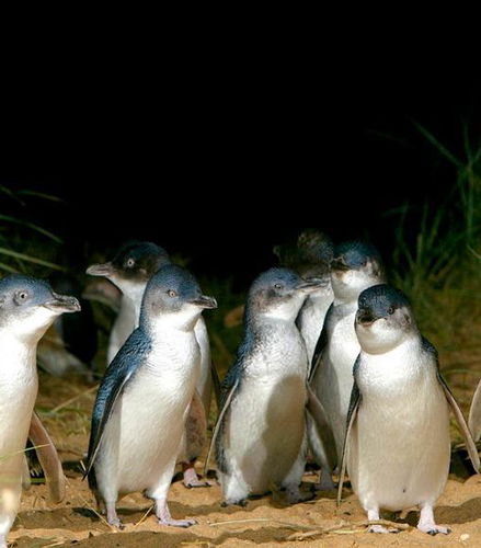 Photo – French Island &amp; Phillip Island Wildlife Expedition