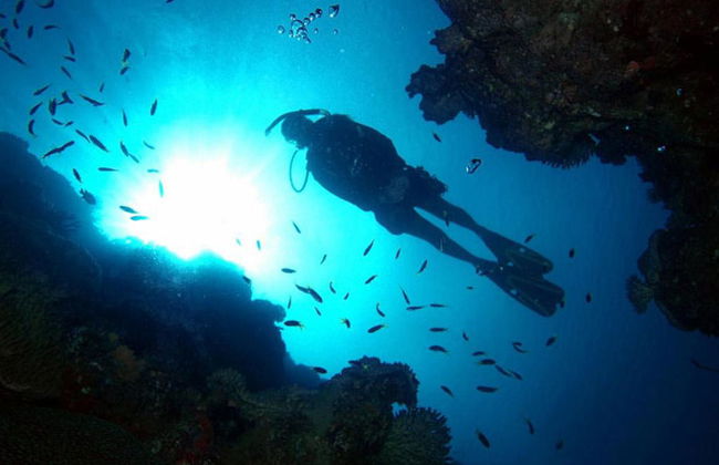 Reef Magic Great Barrier Reef Cruise - Foto 6