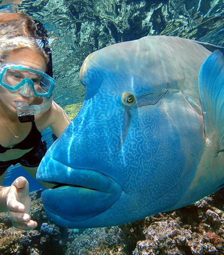 Foto de Marine World Crucero por la Gran Barrera de Coral