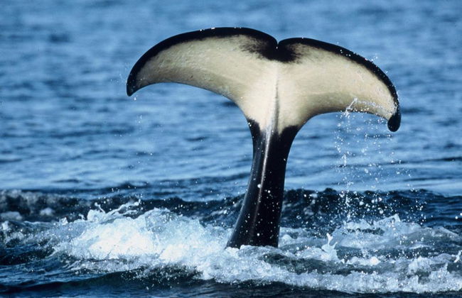 Avistaje de Ballenas con Orca Spirit Adventures - Tour en Zodiac - Foto 5