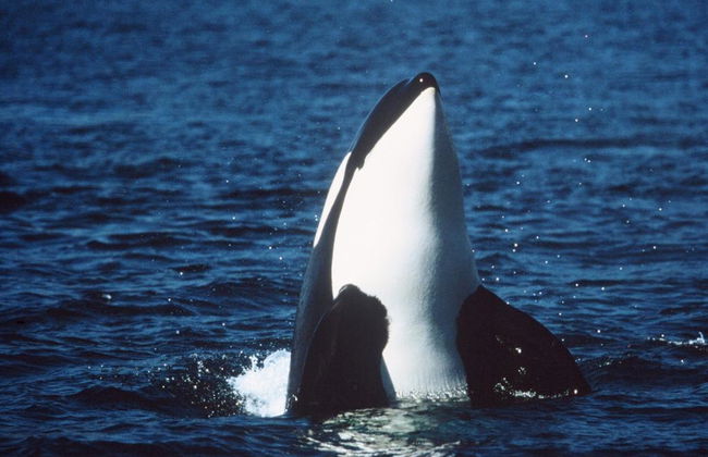Avistaje de Ballenas con Orca Spirit Adventures - Tour en Zodiac - Foto 6