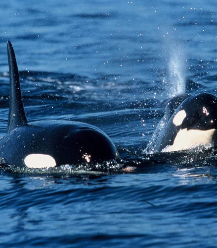 Foto de Avistaje de Ballenas con Orca Spirit Adventures - Tour en Zodiac
