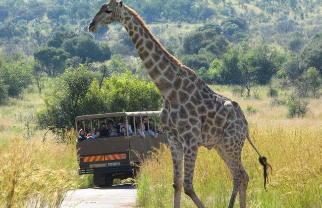 Tour de un día entero: Sun City y la reserva natural de Pilansberg - Foto 2