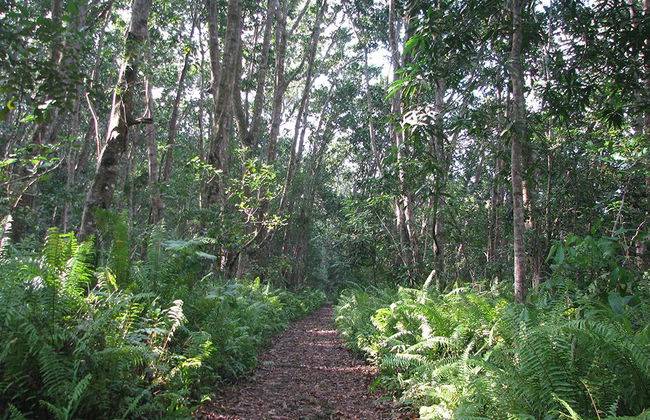 Tour por el Parque Nacional de Jozani - Foto 2