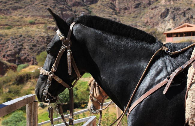 Paseo a caballo en las comunidades de Pumahuanca y Palcaraqui - Tour privado de medio día - Foto 2