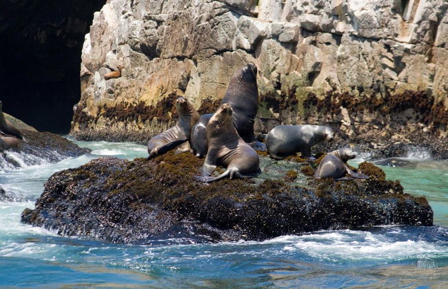 Nagez avec les lions de mer aux îles Palomino - Photo 6