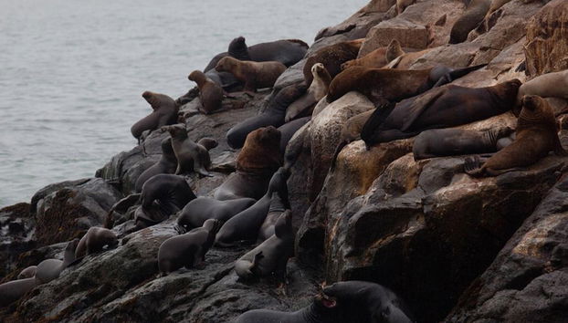 Nade com leões-marinhos nas Ilhas Palomino - Foto 2