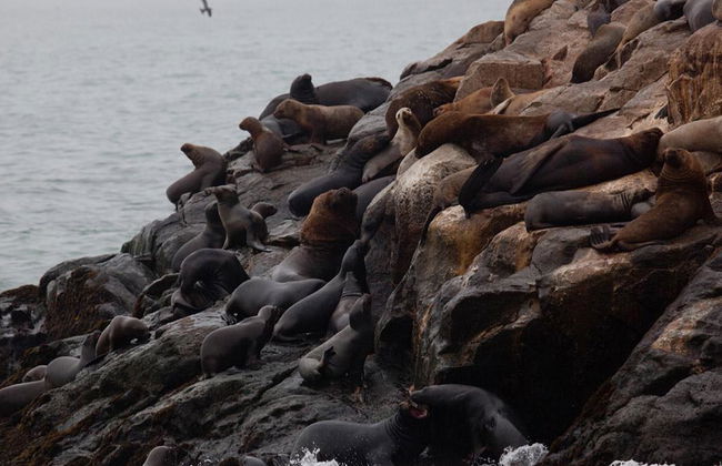Nagez avec les lions de mer aux îles Palomino - Photo 2