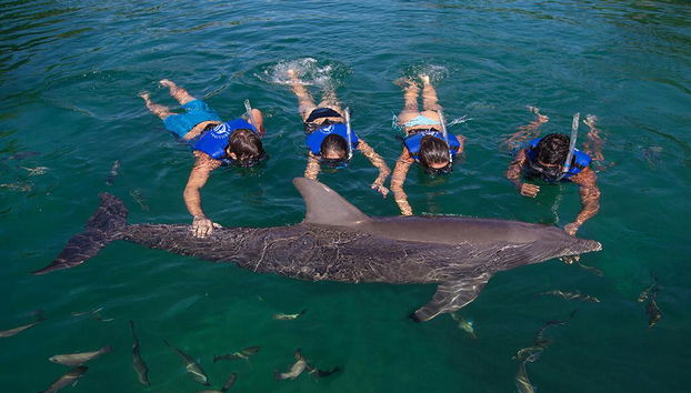 Nager avec des dauphins + Xel-Ha - Photo 4