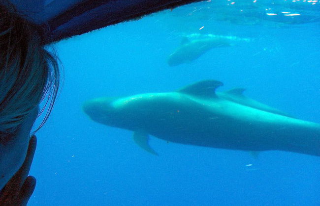 Catamarán Royal Delfin con visión submarina - Billete - Foto 6