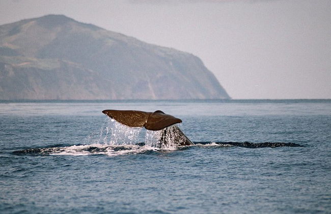 Whale Watching nelle Azzorre - Foto 5