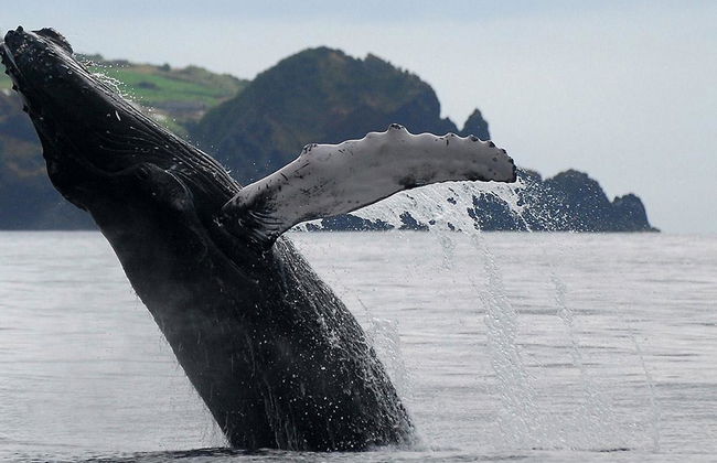 Whale Watching nelle Azzorre - Foto 3