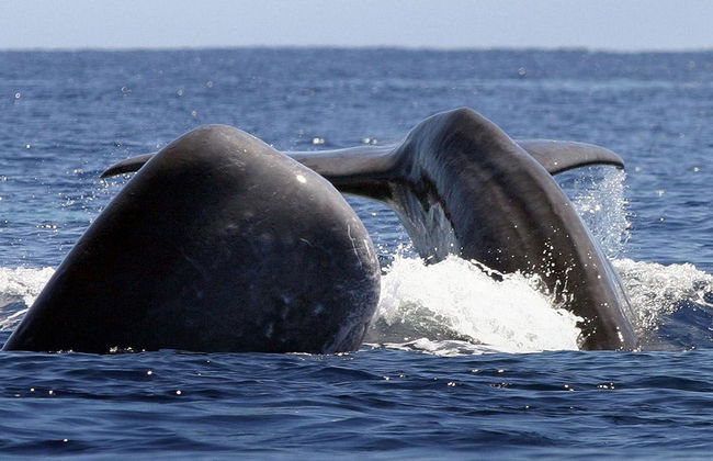 Whale Watching nelle Azzorre - Foto 2