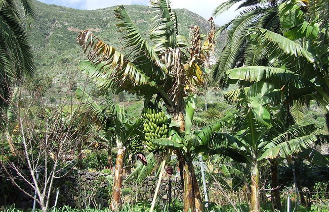 La Gomera - From the North of the Island - Foto 3