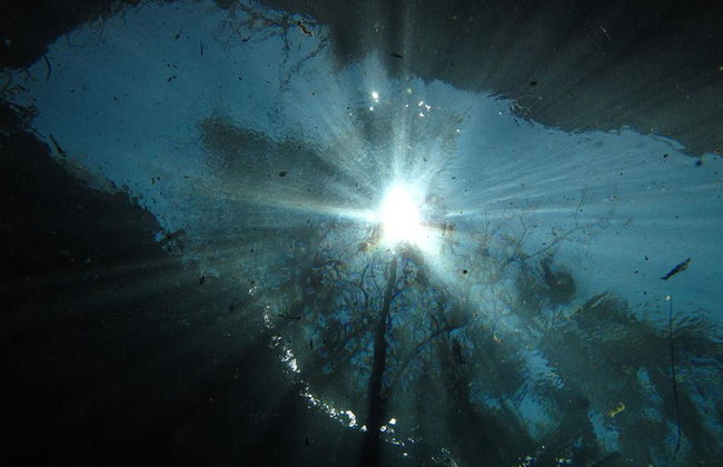 Diving in Cenote Chucumaltik - Photo 4