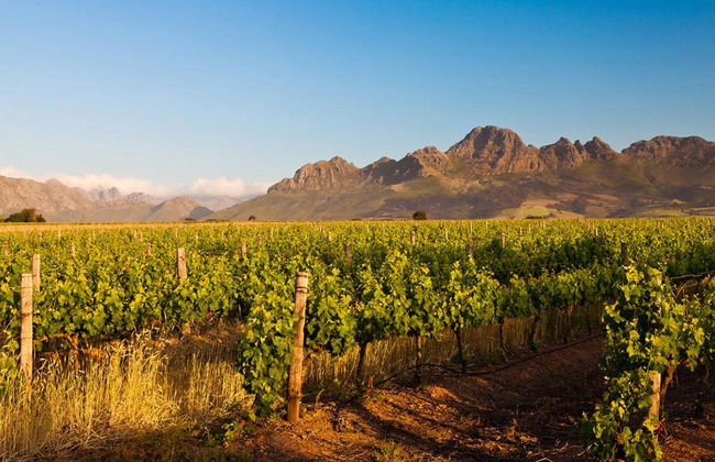 Stellenbosch Winelands - Visite d'une demi-journée - Photo 5