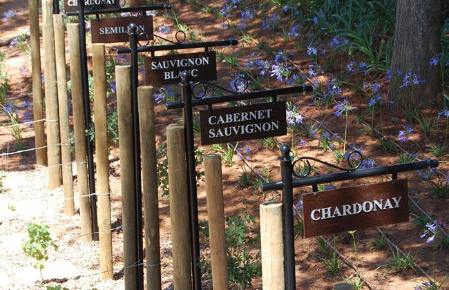 Stellenbosch Winelands - Visite d'une demi-journée - Photo 6