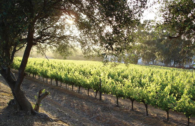 Stellenbosch Winelands - Visite d'une demi-journée - Photo 3