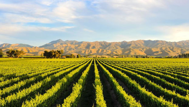Ganztages Private Cape Winelands Tour - Auf Englisch - Foto 2