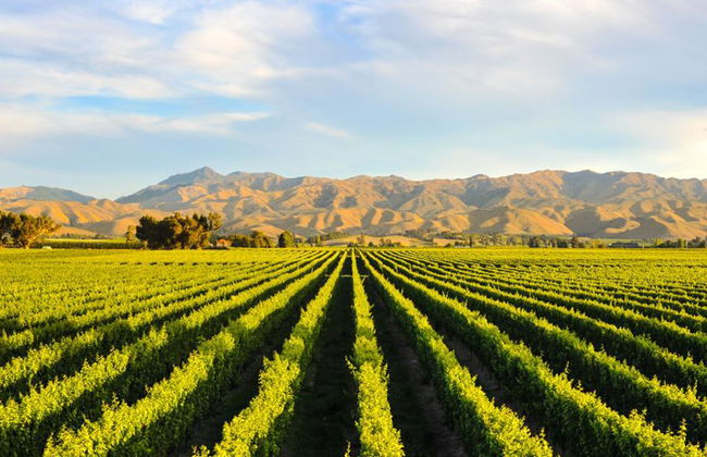 Ganztages Private Cape Winelands Tour - Auf Englisch - Foto 2