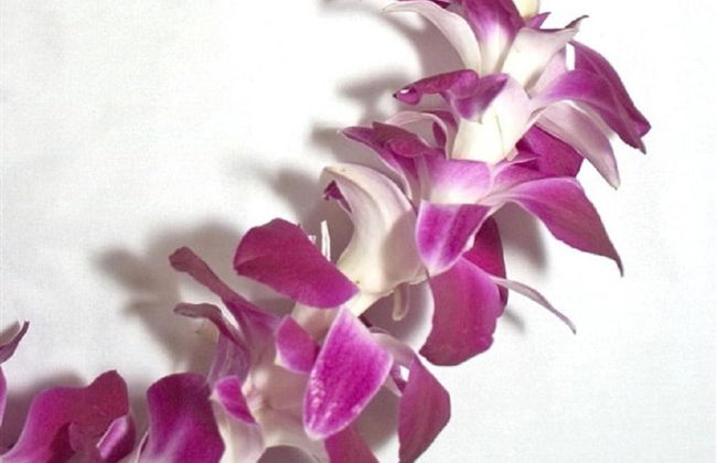 Traditional Lei Greeting in Maui - Photo 3