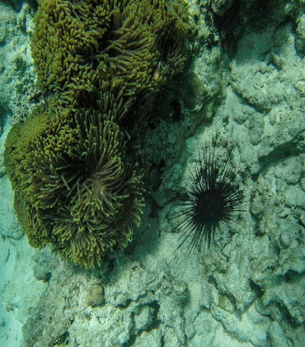 Foto de Excursión al atolón de Mnemba